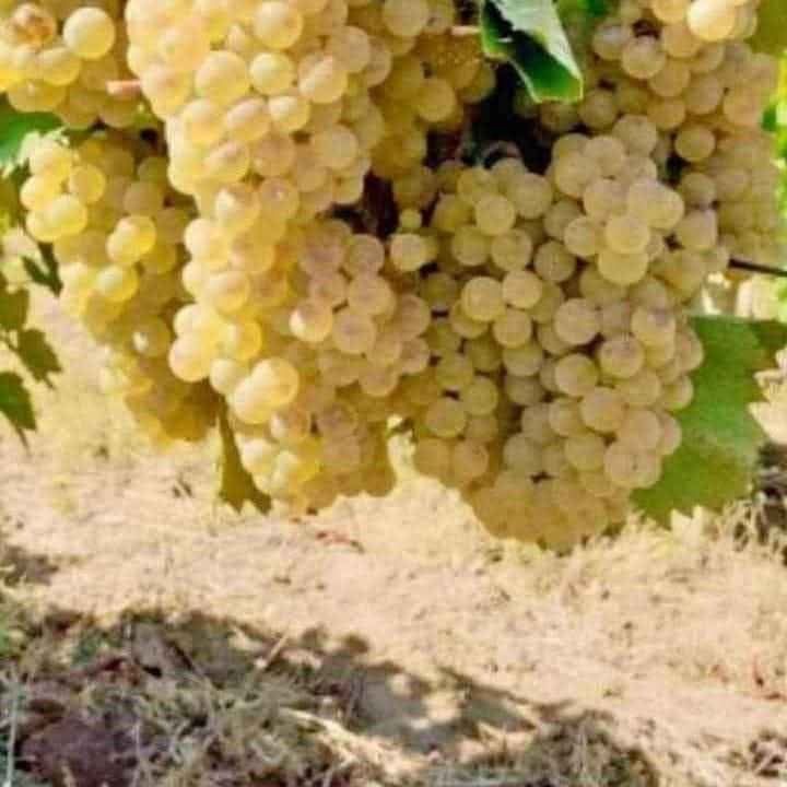 Vând struguri de vin diferite soiuri avem transport în toată țara