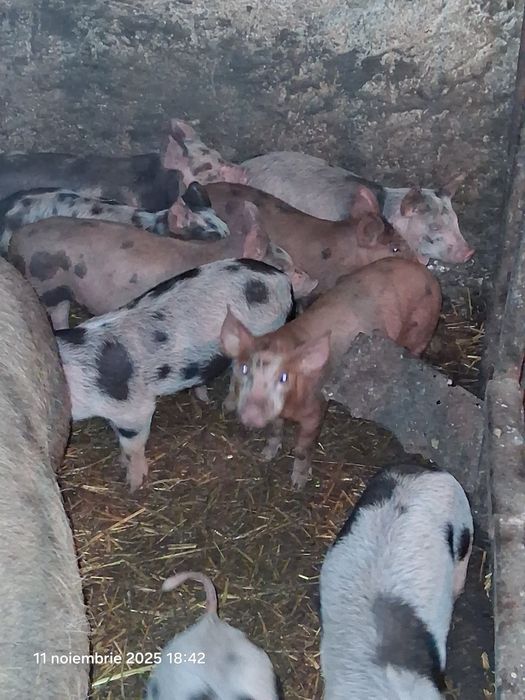 Vand tot ce se vede pret la tel la fiecare imparte