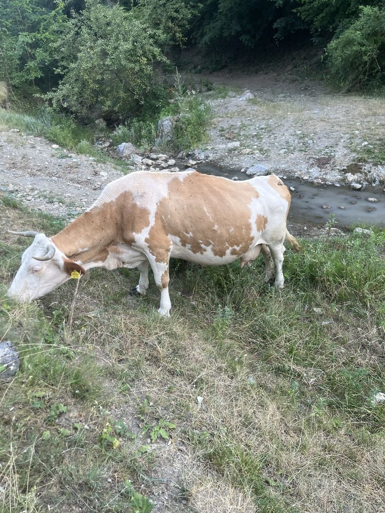 Vand 2 vaci bălțate romanesti