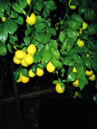 Limonlar sotladi