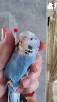 Продам птенцов выставочных волнистых попугаев, полукровки