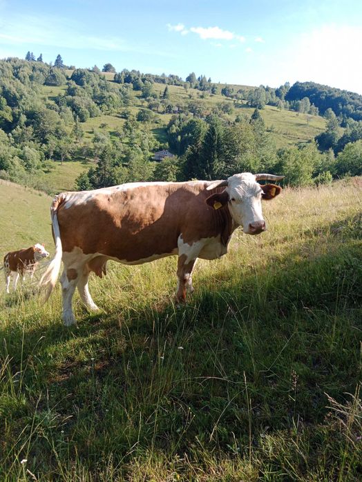 Vând vaca cuminte de 8 ani ,vaca este mare ,grasa bună de lapte