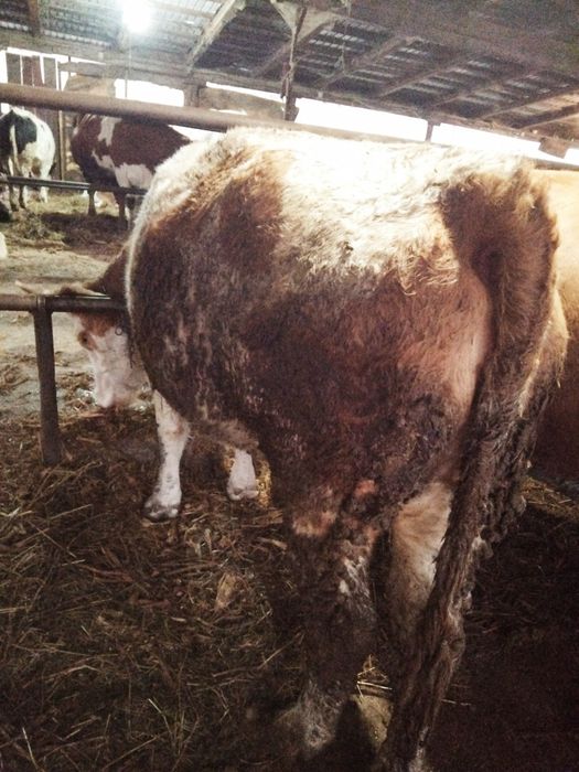 Vaca gestanta în 6 luni jumate