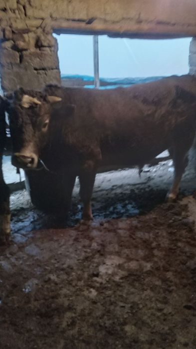 Buqa sotiladi srochna