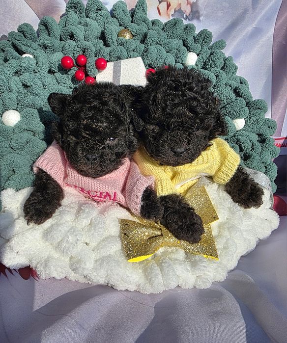 Пудел той сиви с документ за произход