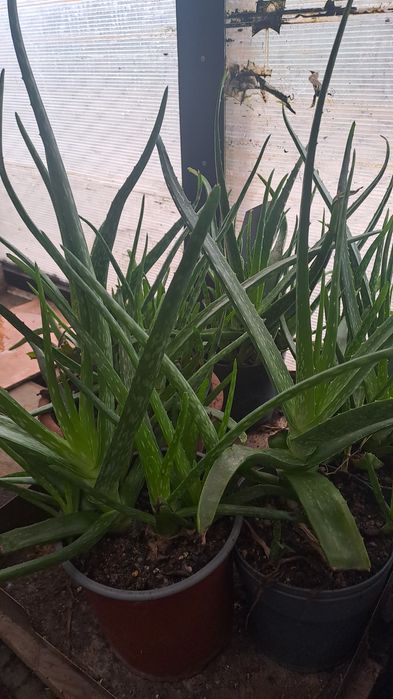 Aloe vera,2 soiuri
