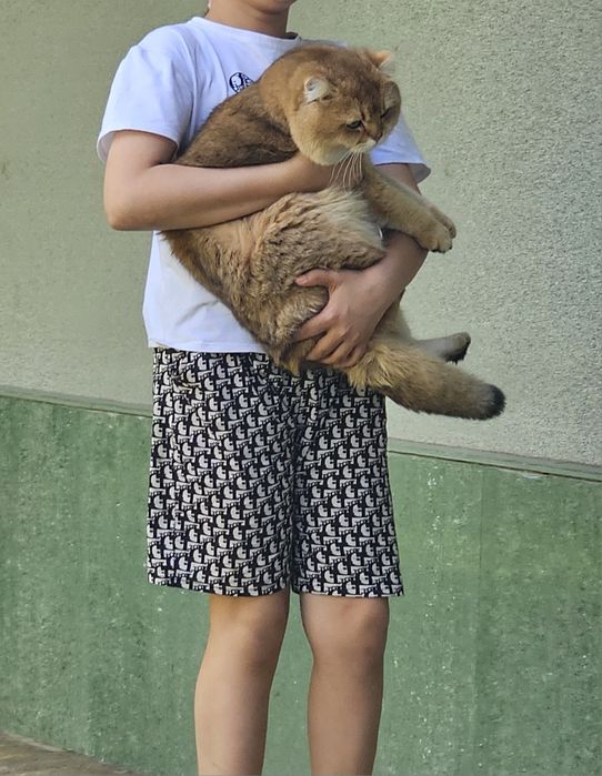 Продаётся срочно! Золотая Британская шиншила  мальчик