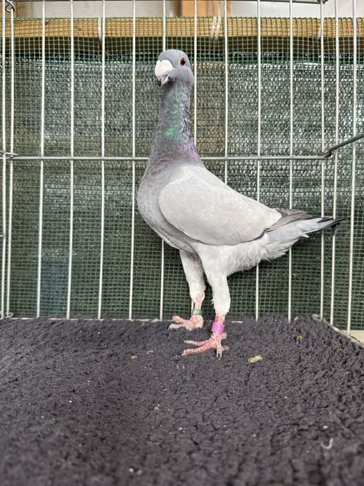 Voiajori germani Barless