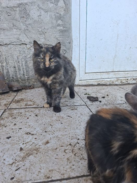 Donez pisicute pui .Rog seriozitate