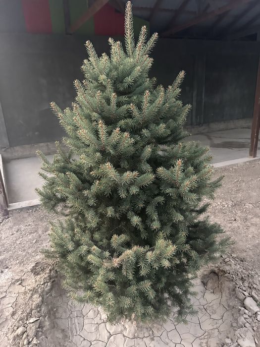 8 та Галубой ел арча Кримский сотилади.