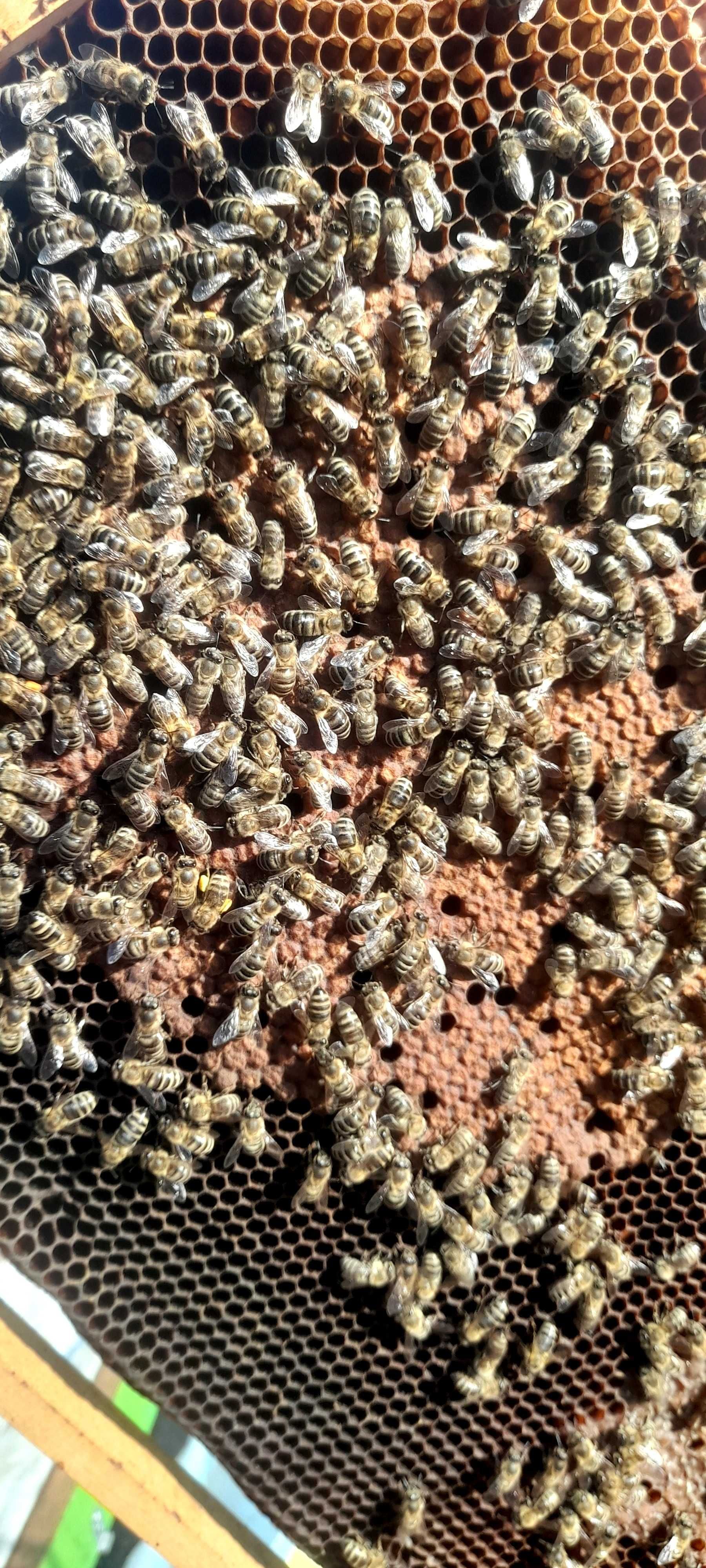 Famili de albine cu tratamente la zi