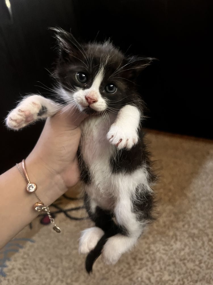 Отдам котят в добрые руки!