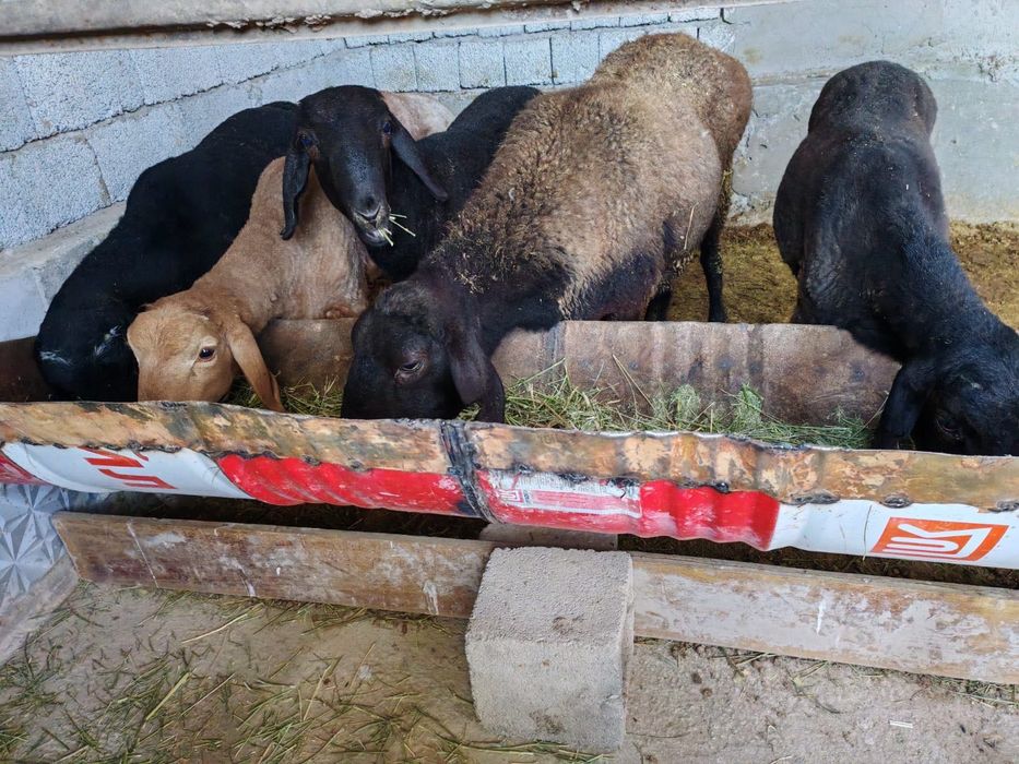 Семіз Қошқарлар сатылады.  Жонышқа, таза бидай жеп тұр