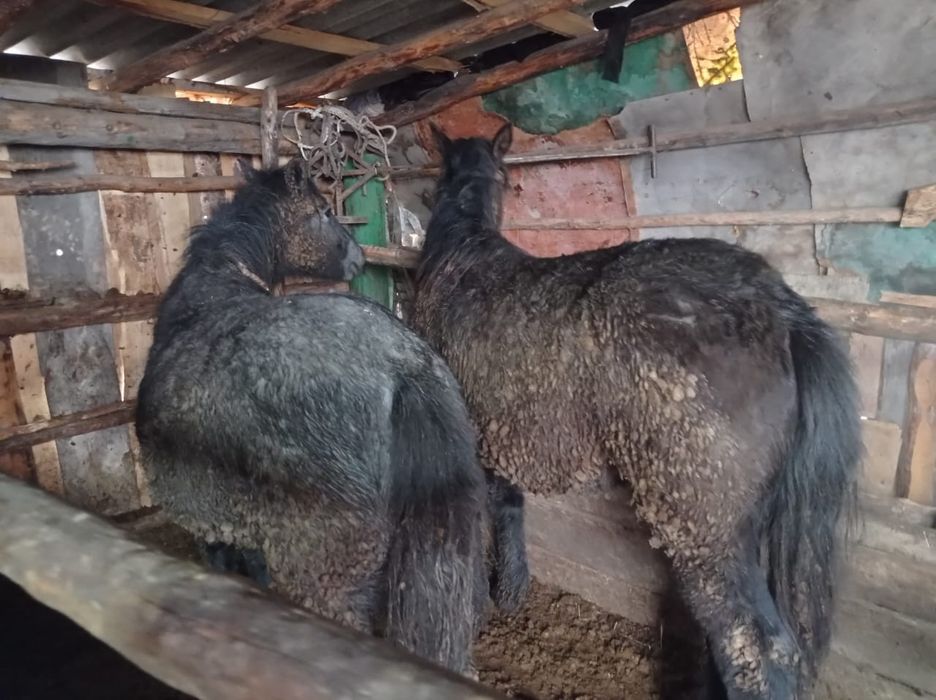 откормда түрған еркек тай сатылады