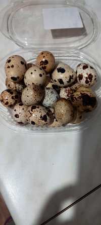 Яйца перепелинные