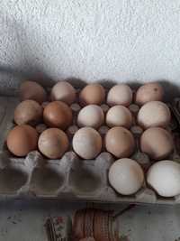 Ouă de găină bio