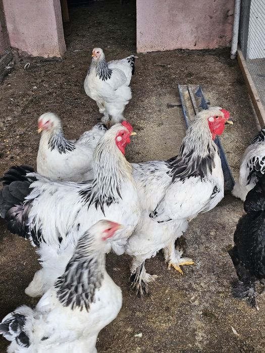 Vand cocoși din rasa Brahma HD