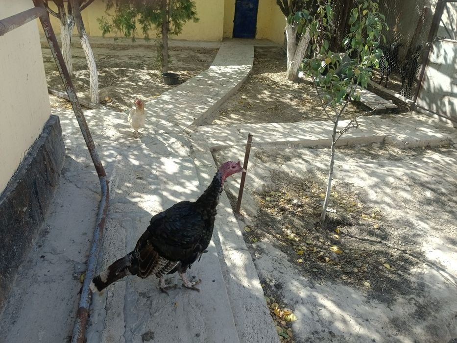 Индюк сатылады 7 мын