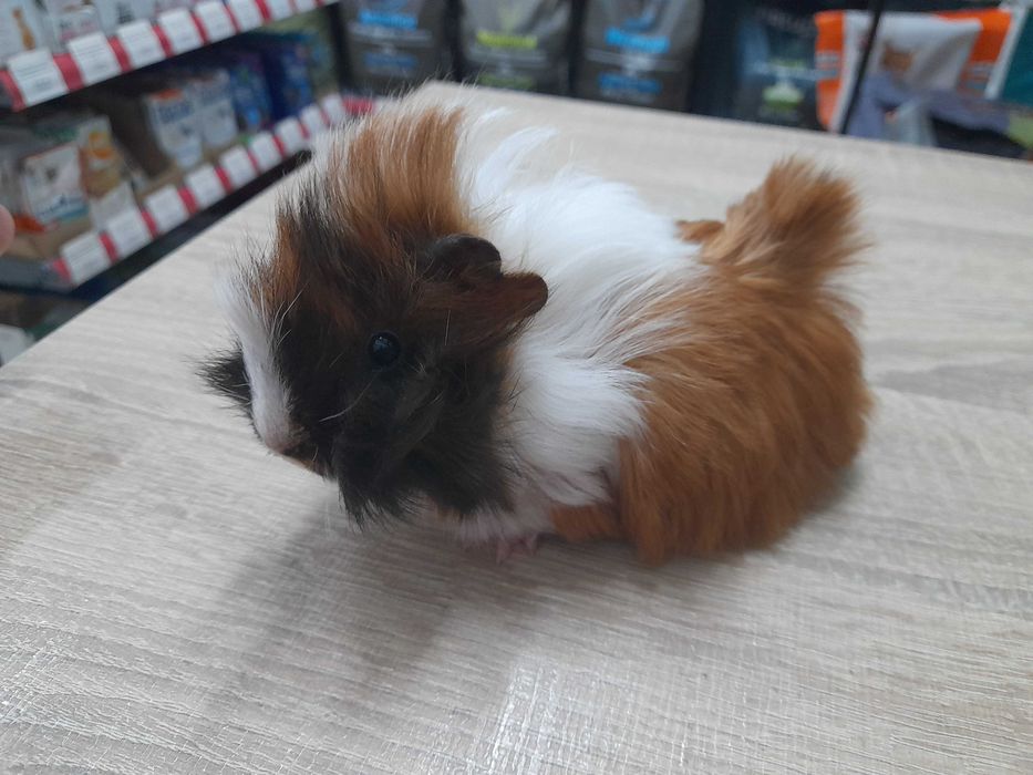 Морско свинче / свинчета на 1 месец