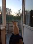 отдам котенка бесплатно