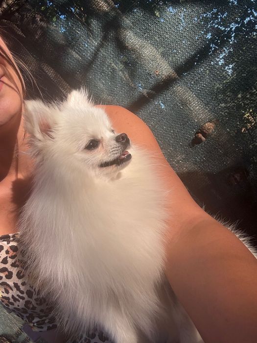 Vand pomeranian mascul 8 luni alb