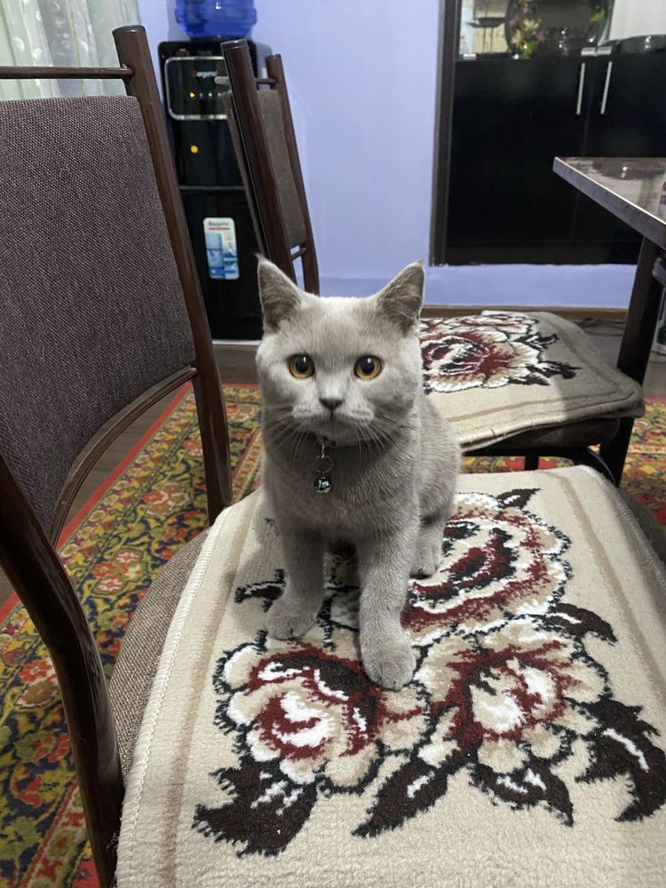 Срочно продаются котята Скоттиш Фолд и Скоттиш Страйт