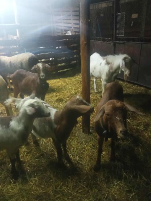 Продавам коза с яре Пловдивско