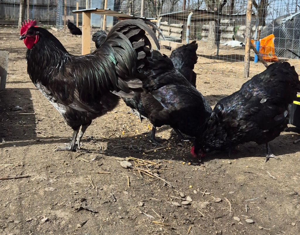 Oua australorp pentru incubat/splash,negru,albastru