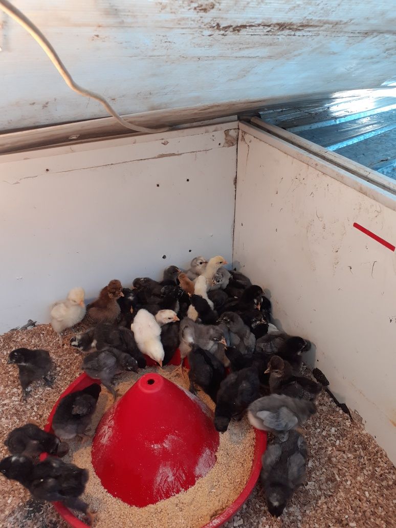 Pui australorp de 2saptamani