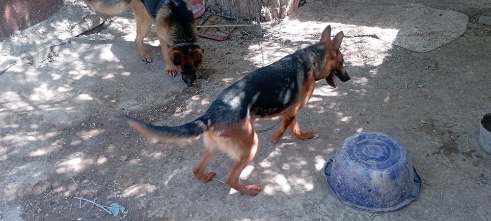 Немицки кыз кушик