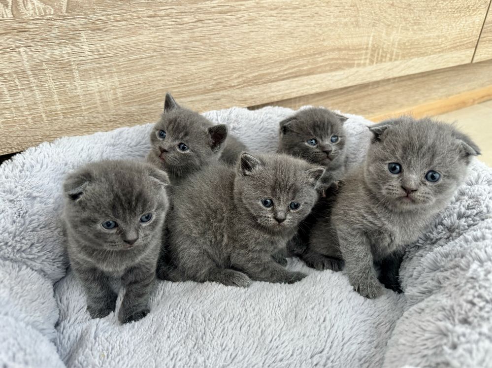 British Shorthair Scottish Fold