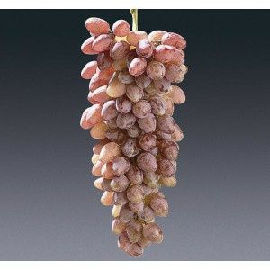 Pomi fructiferi și vița altiita 2024