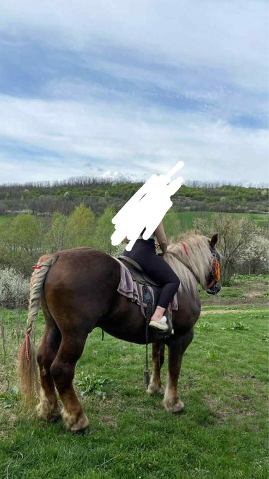 Armasar de vanzare ,6 ani  mai multe detali la telefon