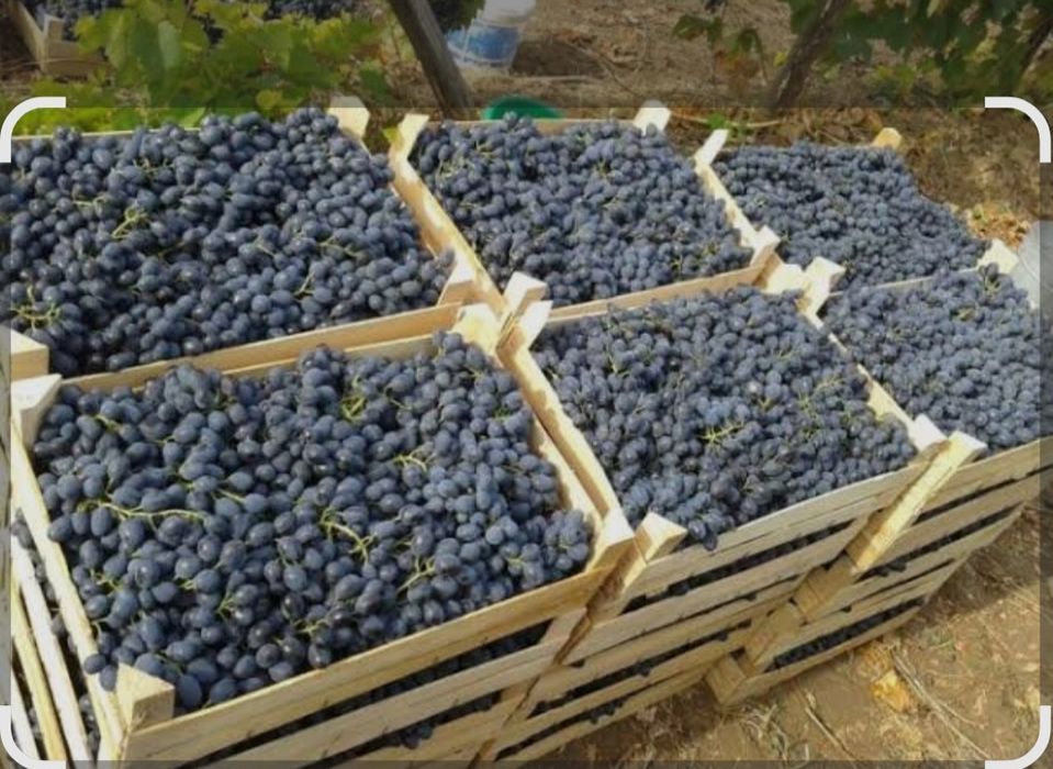 Struguri pentru vin