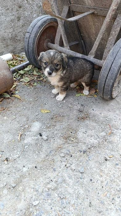 Отдам щенка девочка