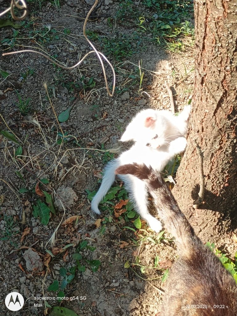 Продавам чисто бяло котенце