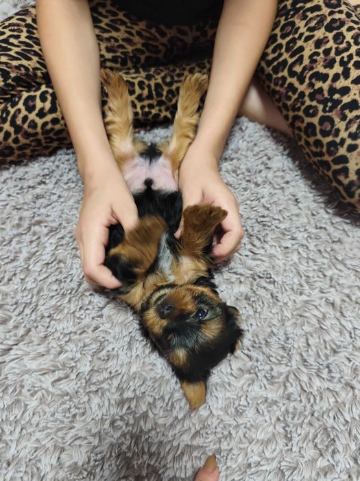 Йоркширски териер