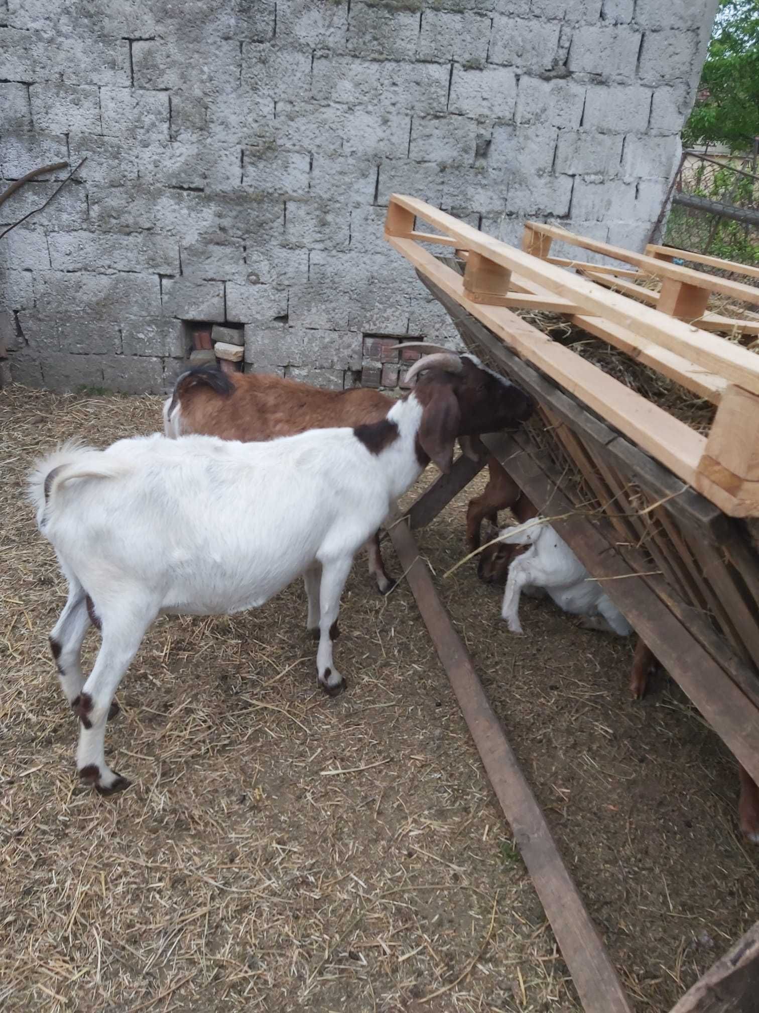 Capre și Iezi de rasă Anglonubian și rasa Boier.