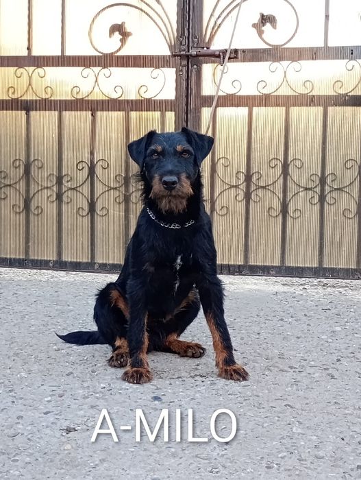 Jagdterrieri, jagd terrieri, câine de vânătoare