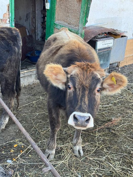 Коровы телята 1,8