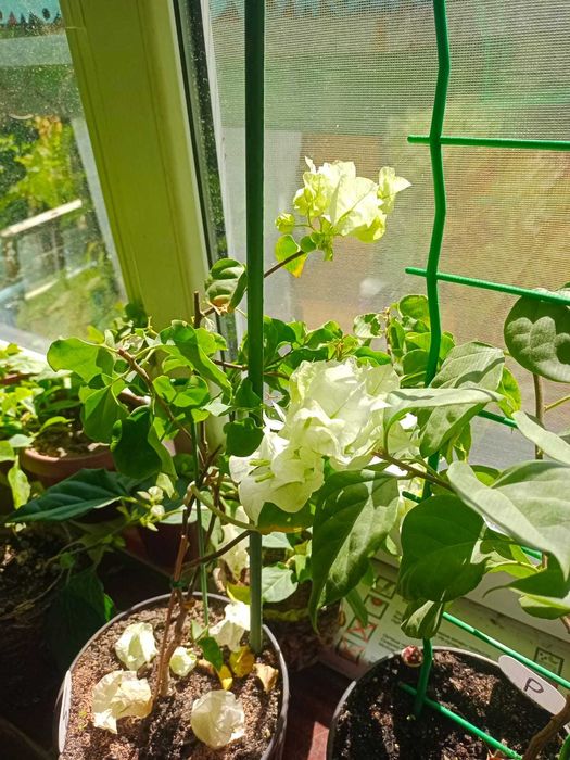 Комнатные цветы. Бугенвилия, колеус, фиалка. дихондра.