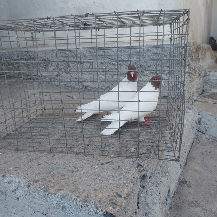 Кызылбас пара лет с игрой летные