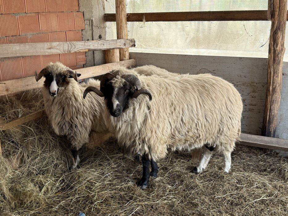 Berbec breaz stramior