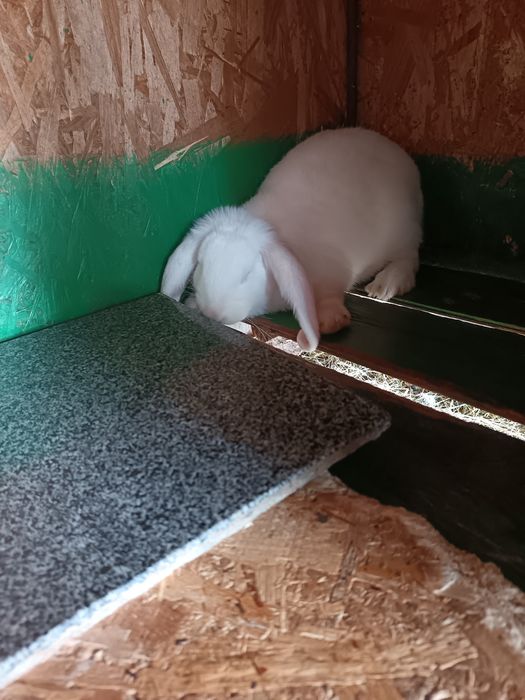 Doua iepuroaice 3luni și jumatate