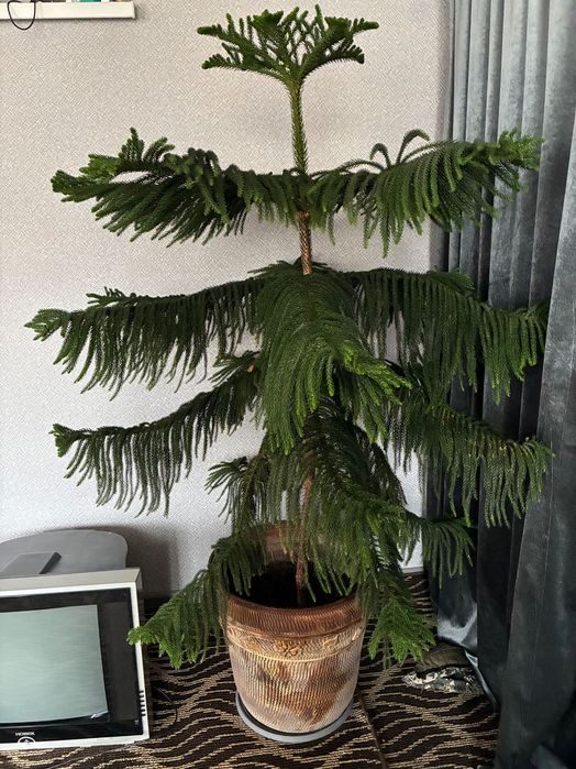 Araukariya (араукария )