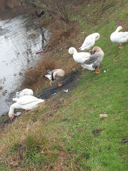 Vând gâște de baltă românești frumoase