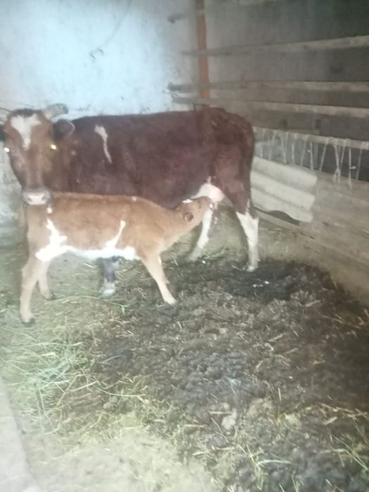 Бузаулы сиыр сатылады