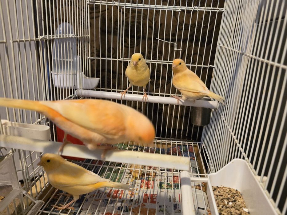 Vând canari de cantec