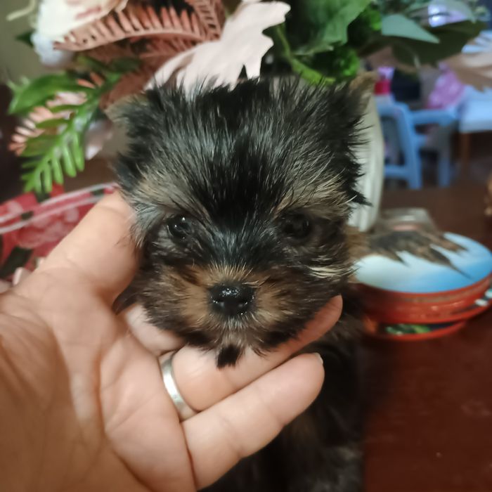 Cățeluși Yorkshire Terrier Mini Toy