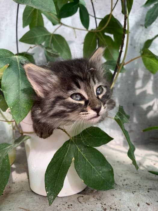 Отдадим в хорошие руки котят.